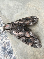 Cocytius antaeus