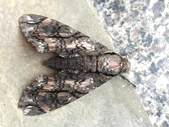 Cocytius antaeus