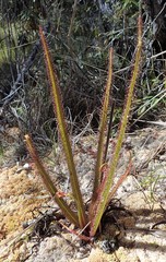 Drosera regia