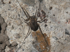 Protolophus
