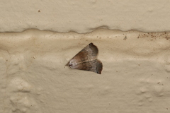 Mataeomera mesotaenia