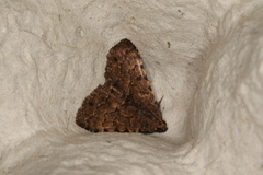 Diatenes aglossoides