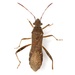 Burtinus notatipennis - Photo (c) Mike Quinn, Austin, TX, some rights reserved (CC BY-NC), uploaded by Mike Quinn, Austin, TX