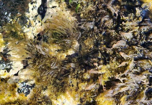 Acanthophora spicifera observed 2023-06-23