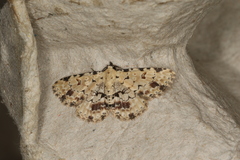 Sandava scitisignata