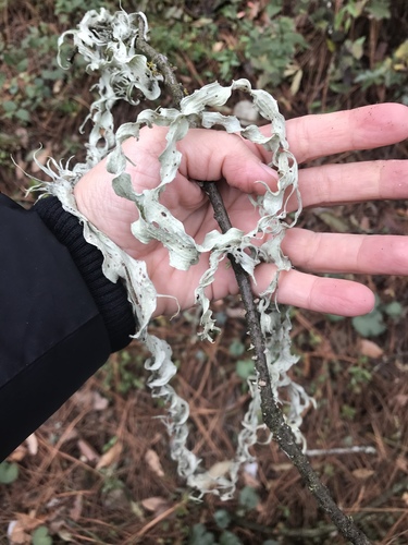 Ramalina sharpii image