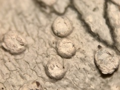 Lepra trachythallina