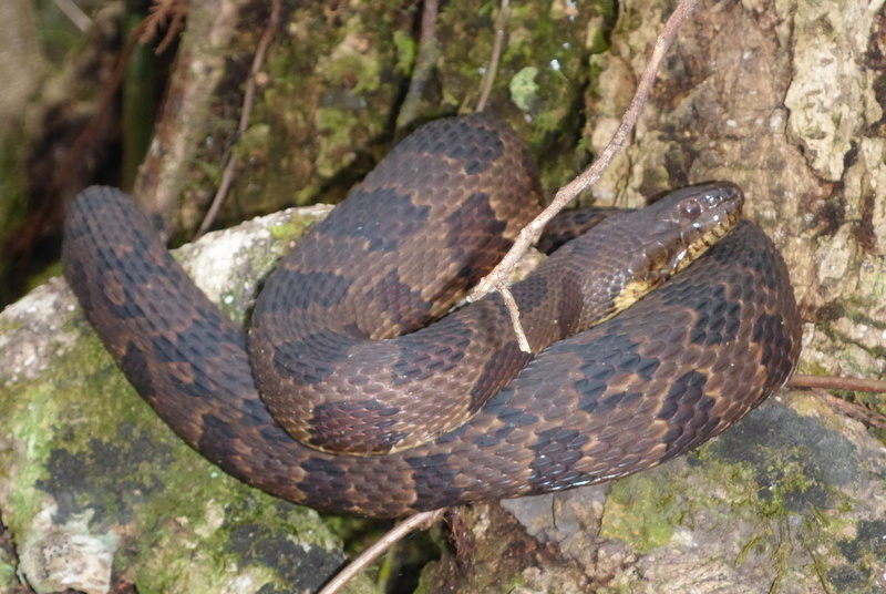 Brown Water Snake