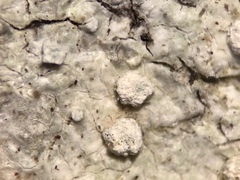 Lepra multipunctoides