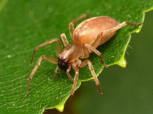 Clubiona frutetorum