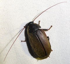 Diploptera punctata