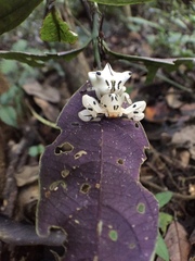 Epicadus heterogaster