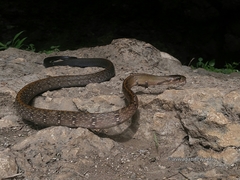 Coelognathus flavolineatus