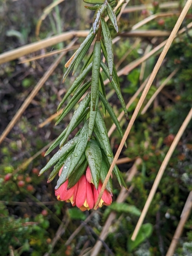 Bomarea glaucescens (Bomarea glaucescens)