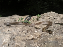 Coelognathus flavolineatus