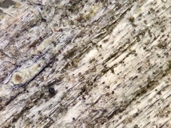 Protoparmelia hypotremella