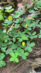 Arachis pintoi image