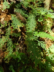 Selaginellales