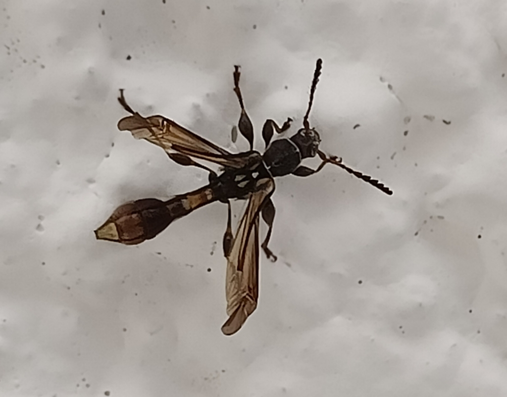 Odontocera fuscicornis