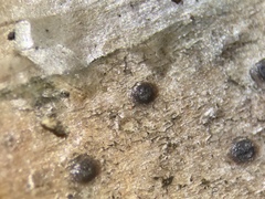 Constrictolumina cinchonae