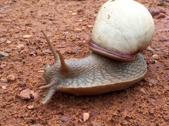 Megalobulimus abbreviatus