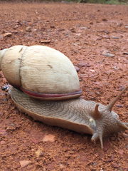 Megalobulimus abbreviatus