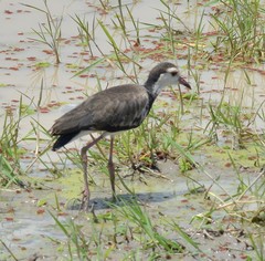 Vanellus crassirostris