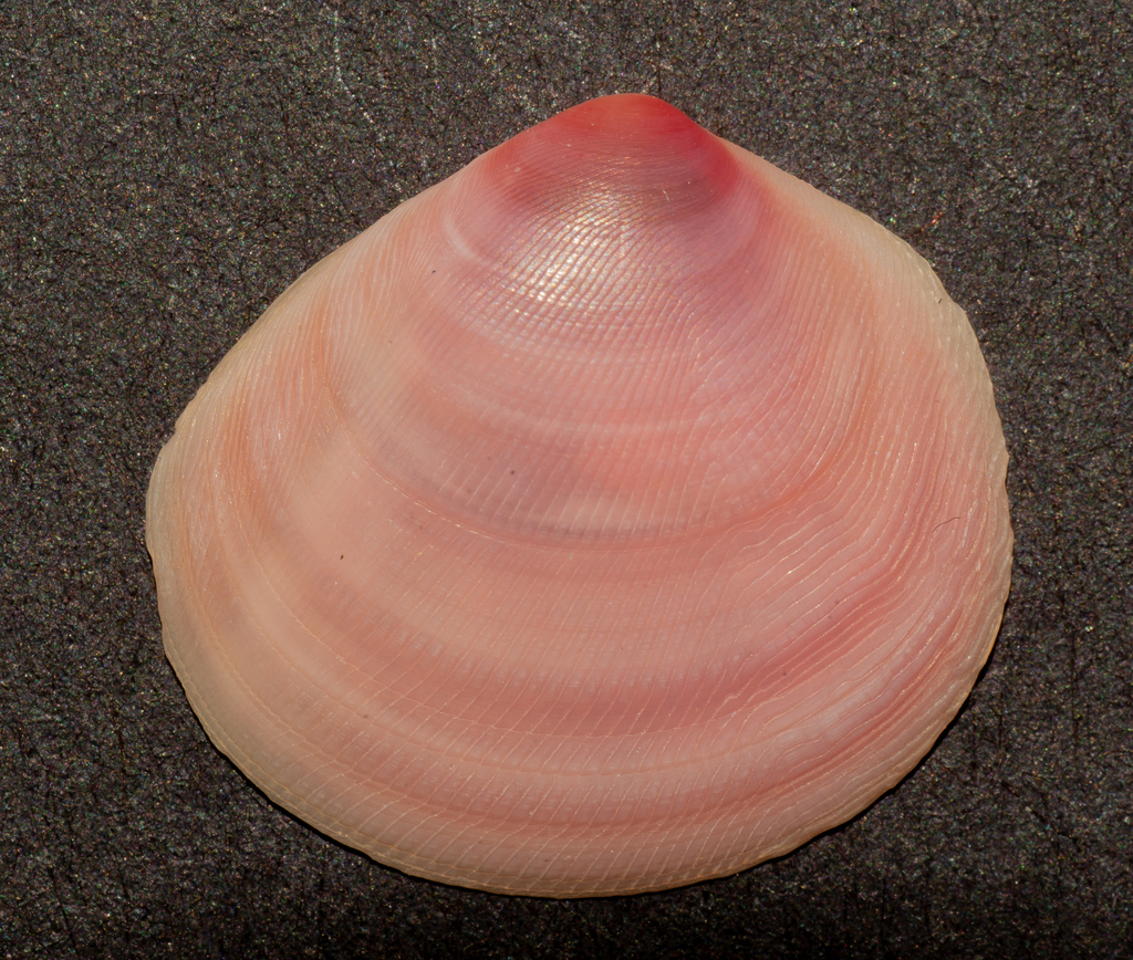 Strigillinae