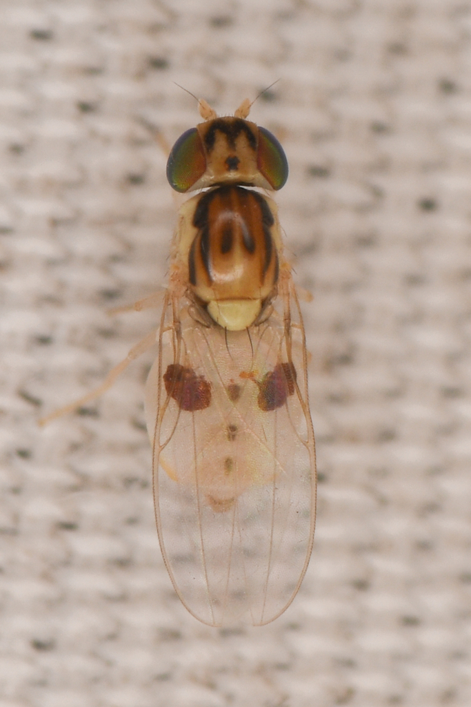 Astiosoma