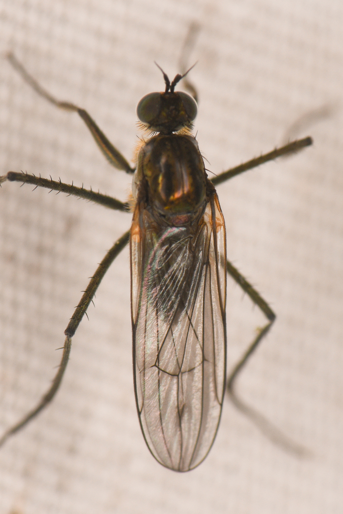 Hydatostega viridiflos