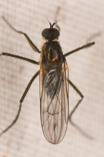 Hydatostega viridiflos