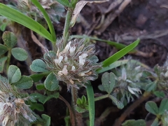 Trifolium cherleri image