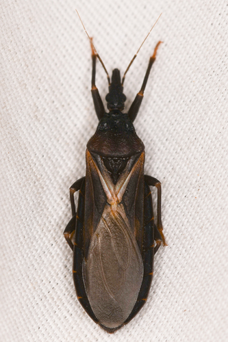 Western conenose
