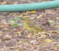 Ploceus castaneiceps