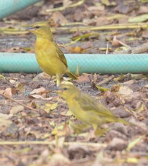 Ploceus castaneiceps