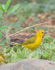 Ploceus castaneiceps