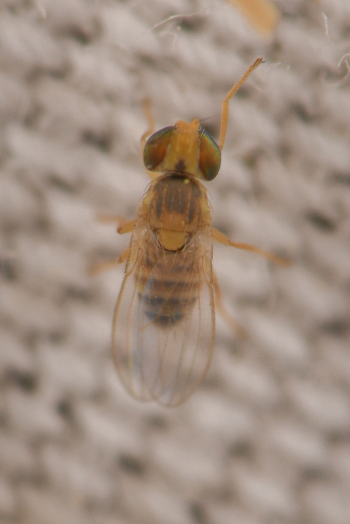 Aphaniosoma
