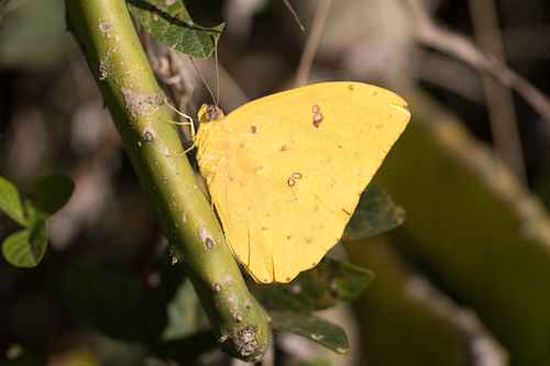 Orange-barred Sulphur