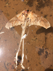 Copiopteryx
