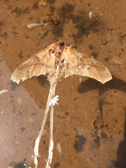 Copiopteryx