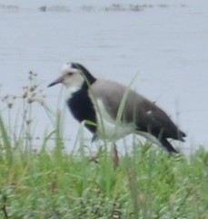 Vanellus crassirostris