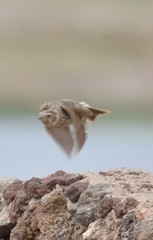 Eremopterix leucopareia