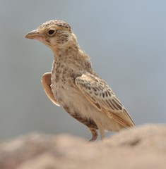 Eremopterix leucopareia