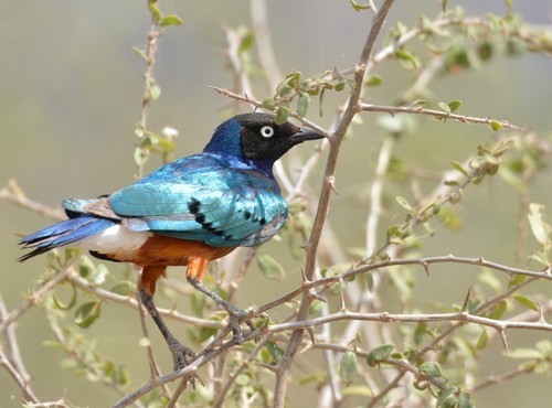 Superb Starling