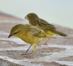 Ploceus castaneiceps