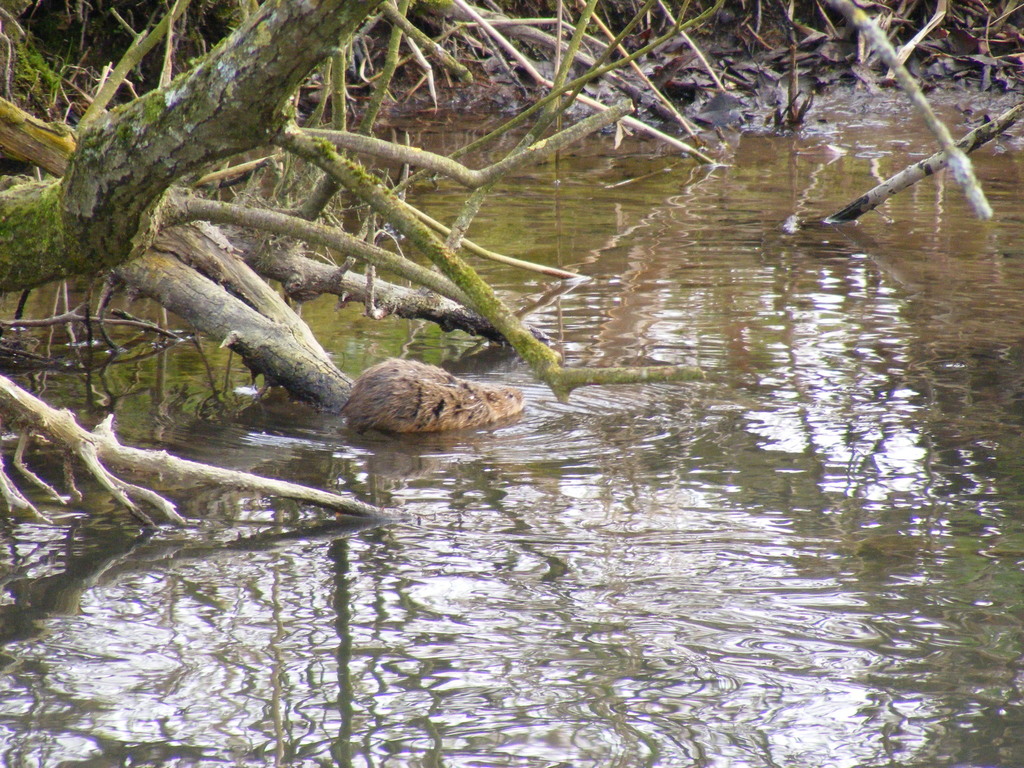 Montane Water Vole