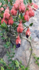 Brachyotum strigosum