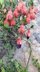 Brachyotum strigosum