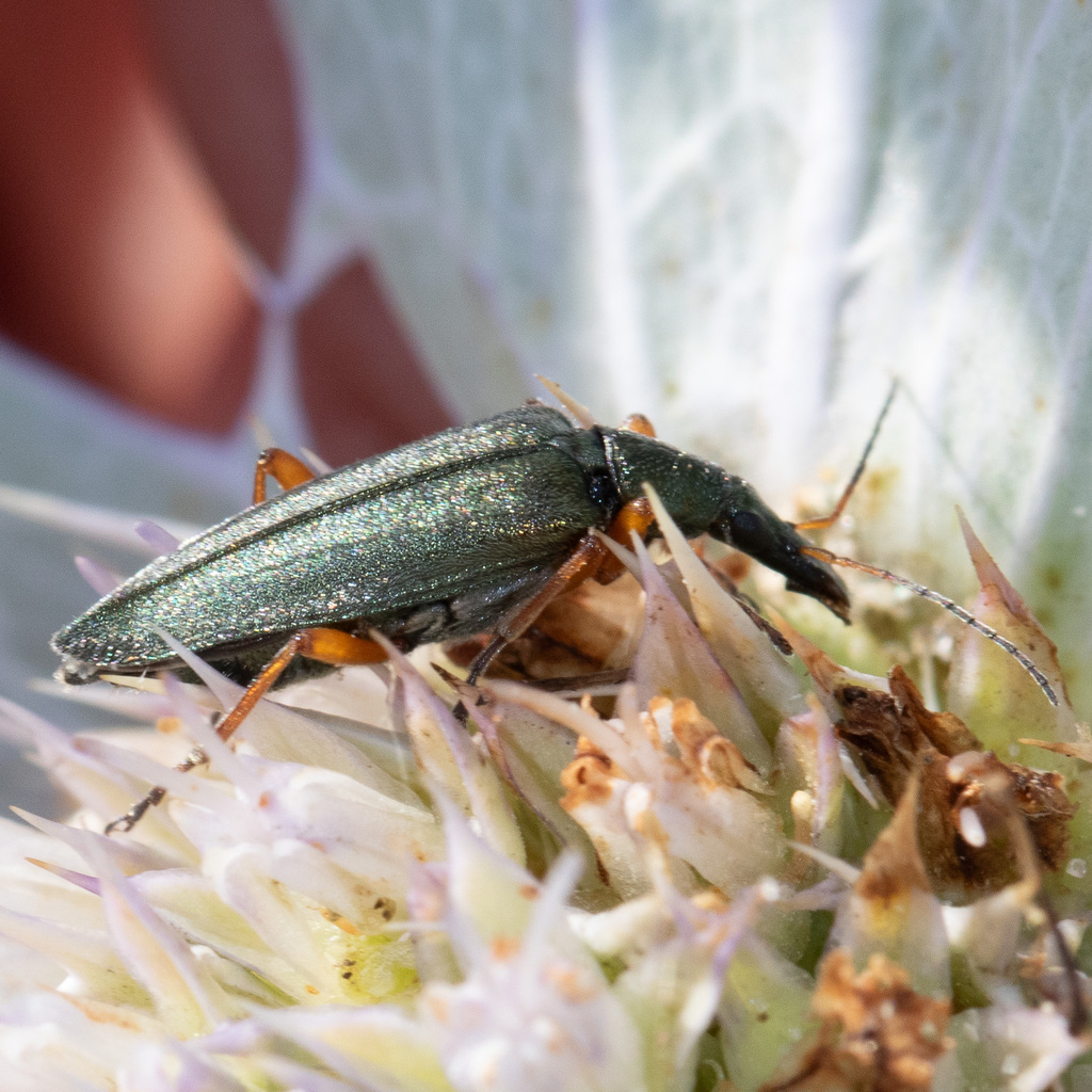 Stenostoma rostratum from 17190 France on July