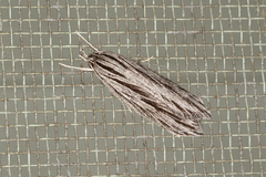 Leistarcha scitissimella